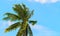 Green coco palm leaves on blue sky background. Palm tree and bright blue sky photo