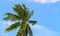 Green coco palm leaves on blue sky background. Palm tree and cloudy blue sky photo