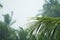 Green coco palm leaves on white cloudy sky background. Palm tree during rain season.