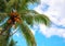Green coco palm tree on blue sky background. Tropical paradise photo. Coco palm tree top view. Sunny skyscape