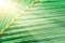 Green cocont leaves texture in sunrise abstract spring ,summer