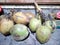 green coconut fruit harvest, fresh for mixed drinks