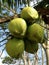 Green coconut in Indonesia is used as a medicinal ingredient