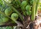 Green coconut large small growing high palm tree on a background of leaves, tropical fruit matures
