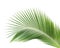 Green coconut leaf isolated