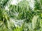 Green coconut palm leaves and branch background. Palm is tropical foliage plant with pinnate leaf