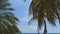 Green coconut palm trees on coast line. Amazing  sky white clouds and endless skyline.  Curacao island.