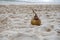 Green coconut with paper straw on sea beach sand. Summer vacation by tropical seaside. South Asia travel photo