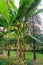 Green coconut tree palms with huge leaves in the city park. Wide palm leaves and coconut fruit