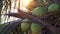 Green coconuts grow on a palm tree. Coconut tree on sunset background.