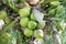 Green coconuts nature fruit fresh on tree