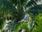 Green Coconuts Among Palm Fronds