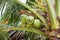 Green coconuts on a palm tree