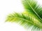 green cocount leaf of palm tree isolated