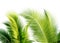 green cocount leaf of palm tree isolated