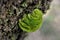 Green Coenogonium leprieurii on tree trunk