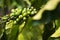 Green coffee beans, seed of berries from Coffea plant, Vietnam