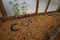 Green coffee raw beans drying during farming in fabric