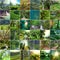 Green collage