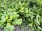 Green collard grows in the garden bed, vegan healthy organic food