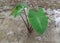 Green colocasia esculenta plant, black stem