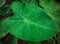 Green colocasia leaf with raindrops