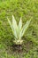 Green color Cactus succulent plant leaf growing by soil and water under sunlight in grass land area of agriculture field in