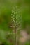 Green color grass flower about to bloom