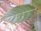 Green color leaf of Walnut tree