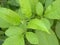 Green color leaves of Slippery elm tree