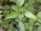 Green color leaves of Spanish needles plant