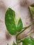 Green color money plant with the drops of water in morning time with beautiful sunlight indoors nature photography