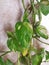 Green color money plant with the drops of water in morning time with beautiful sunlight indoors nature photography