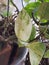 Green color money plant in morning time with beautiful sunlight indoors nature photography