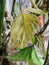 Green color money plant in morning time with beautiful sunlight indoors nature photography