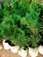 Green color Thuja occidentalis Plant