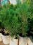 Green color Thuja occidentalis Plant