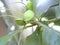 Green color unripe Almond fruits on tree