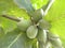 Green color unripe Almond fruits on tree