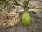 Green color unripe eggplant or brinjal or aubergine hanging on a small plant