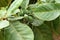 Green color unripe Indian Almond fruits on the tree Tropical Almond, Combretaceae. Leaves for aquarium. Closeup of unripe nuts