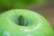 Green colored apple detailed texture close up