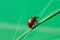 Green colored background with red dotted ladybug