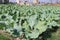 green colored cauliflower farm on field