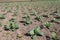 green colored cauliflower farm on field