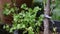 Green colored coriander tree in pot