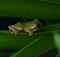 Green colored frog on leaves