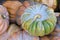 Green colored `Musquee de Provence` pumpkin