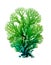 green colored sea coral, detailed photo, isolated,cut out