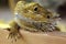 Green colored skin lizard reptile close up